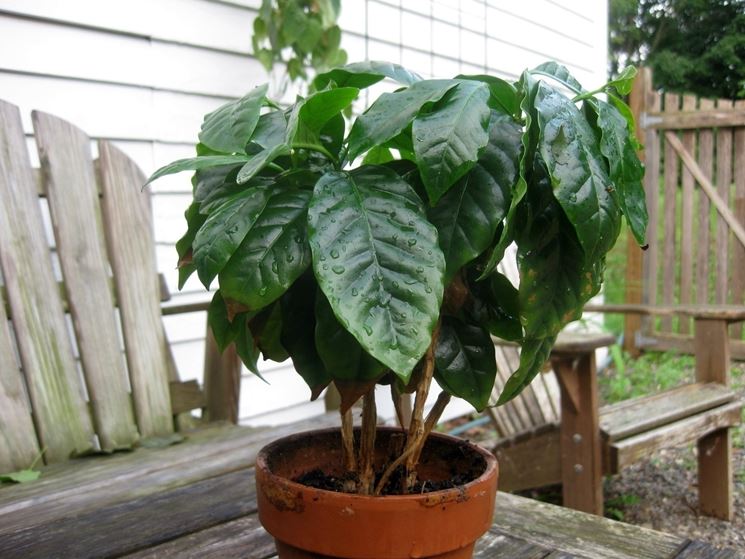 Coffea arabica