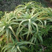 Aloe arborescens