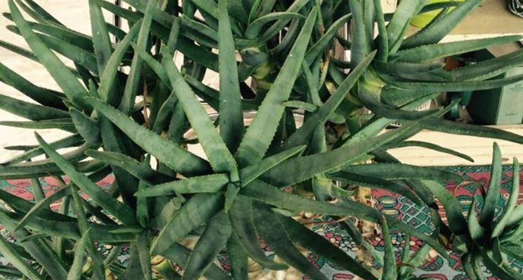 aloe arborescens pianta