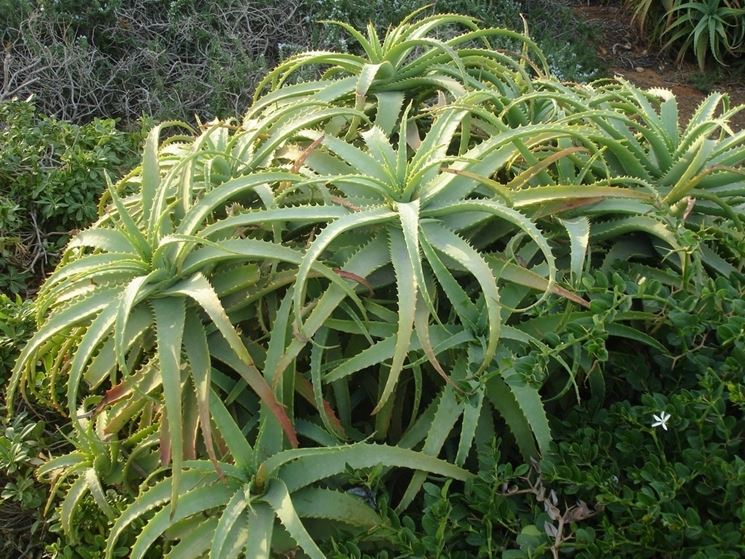 Aloe arborescens