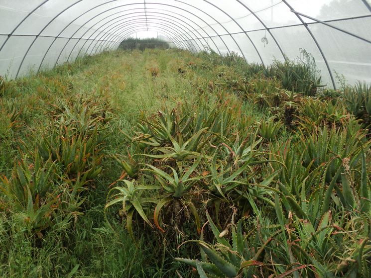 aloe arborescens in serra