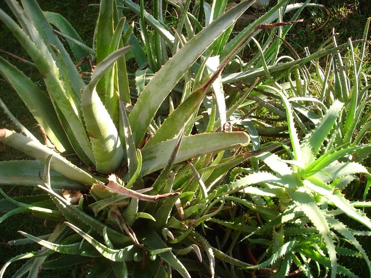 aloe pianta