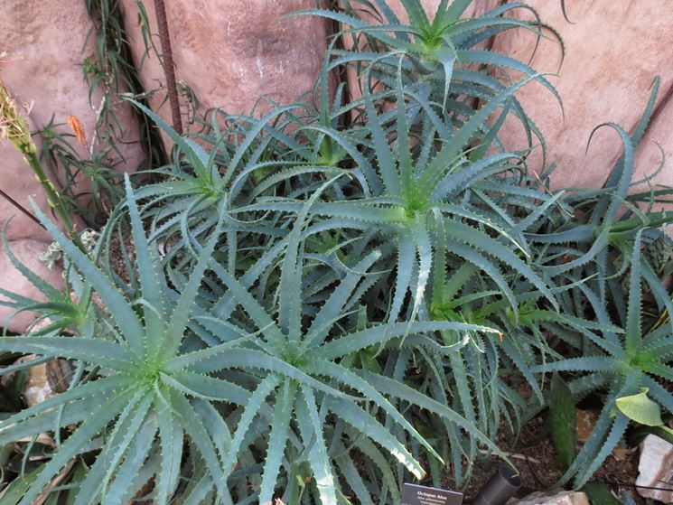 pianta di aloe