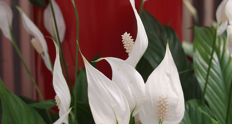 Piantine di anthurium