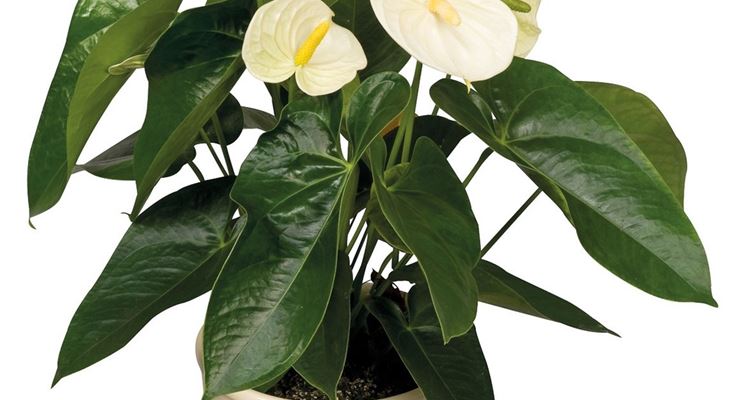 Variet di Anthurium bianco