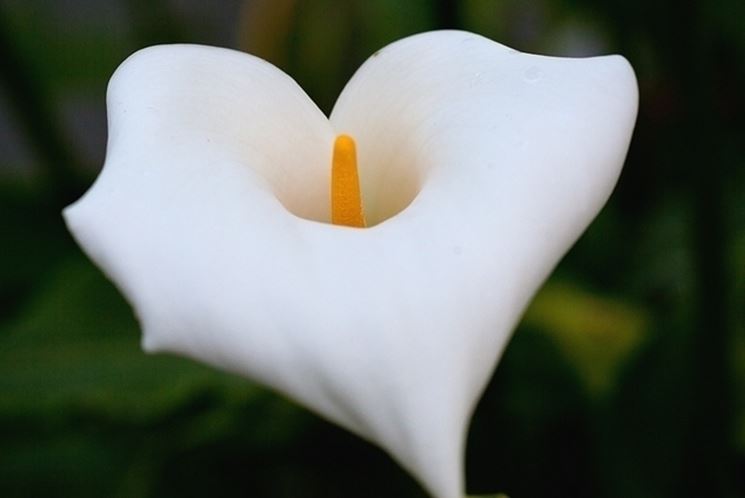 Variet di anthutium bianco