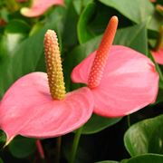 fiore anthurium