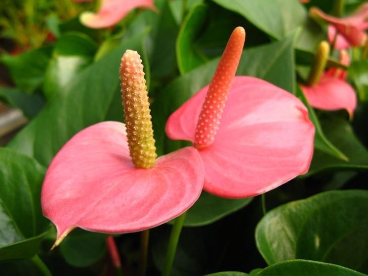 Anthurium pianta