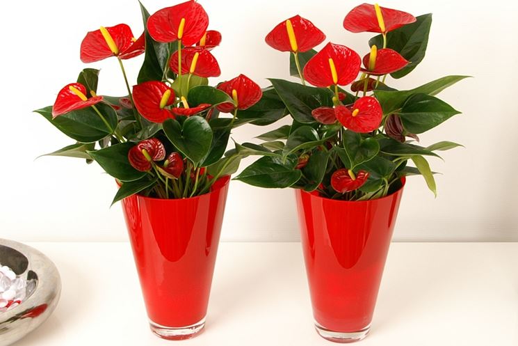 piante Anthurium