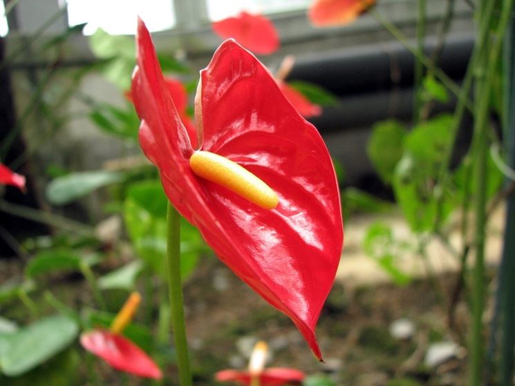 Anthurium fiore