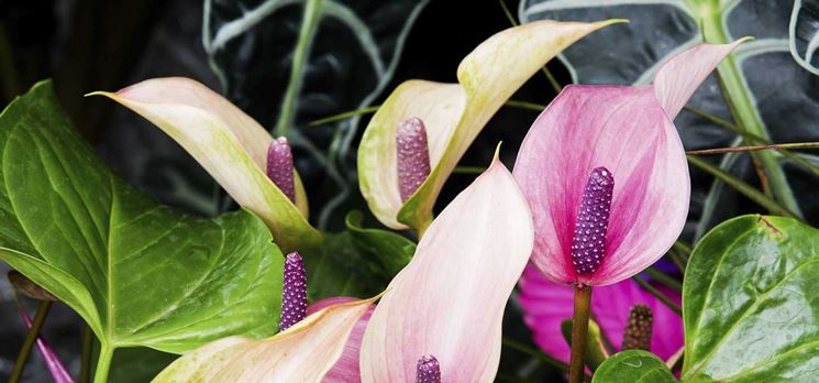 Anthurium Piante Da Interno Come Curare L Anthurium