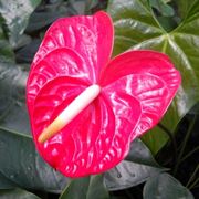 anthurium rosso