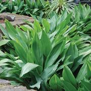 Aspidistra in giardino