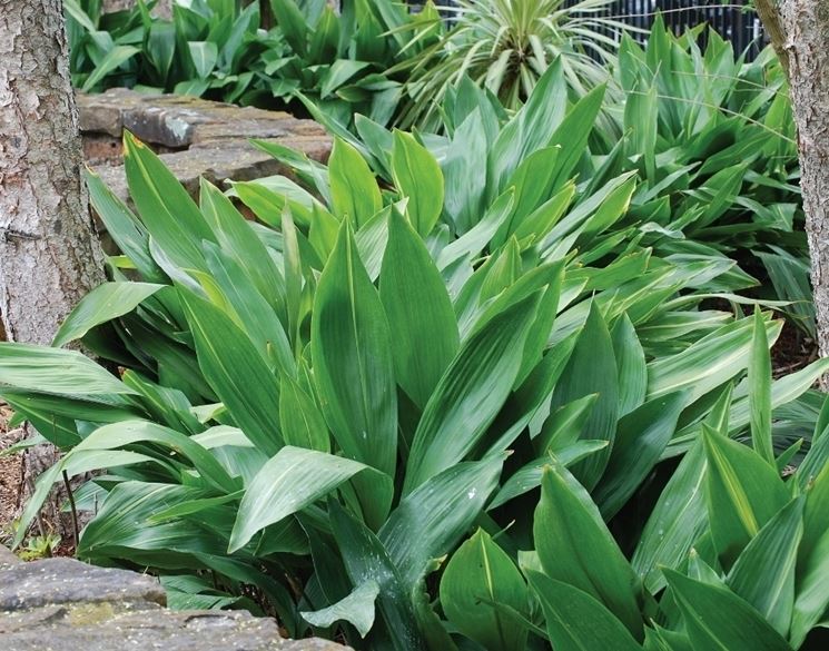 Aspidistra in giardino