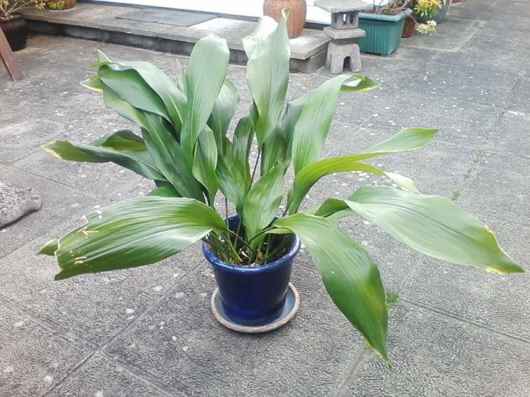 Aspidistra in vaso