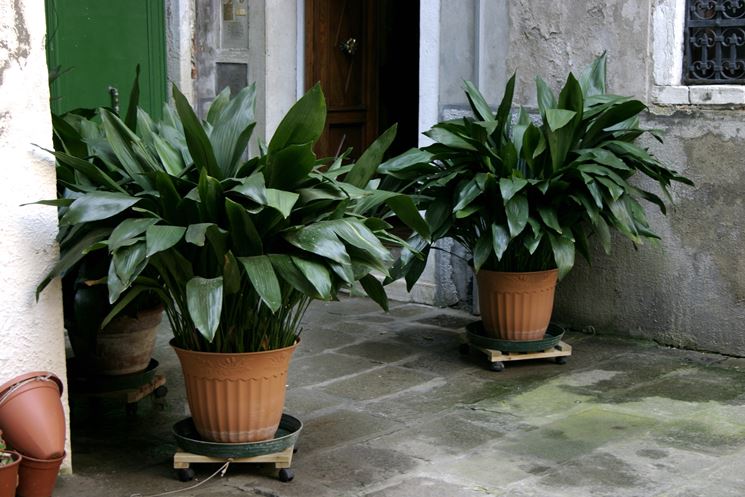 piante di aspidistra