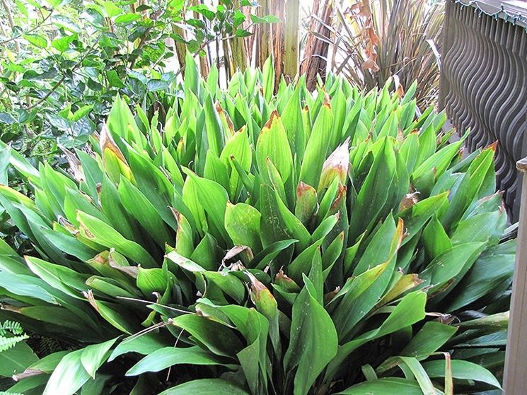 Aspidistra con foglie rovinate