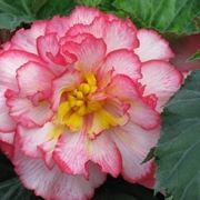 Una begonia