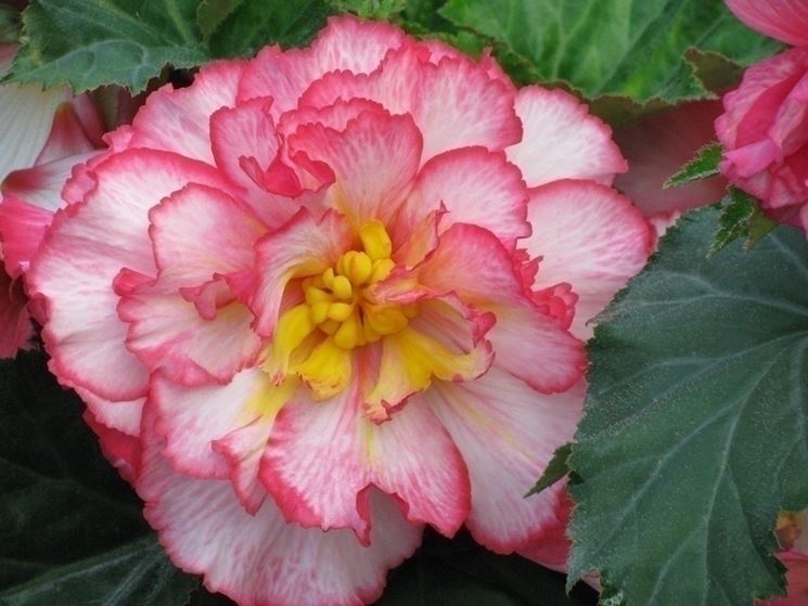 Una begonia