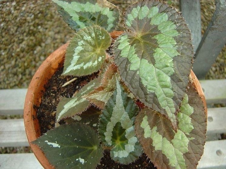 Begonia gigante Piante da interno Coltivare la begonia gigante