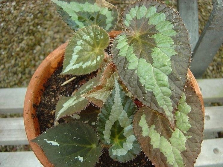 Una begonia gigante