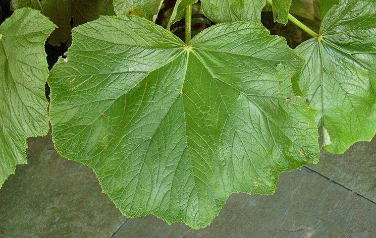 Una foglia di begonia