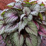 begonia gigante