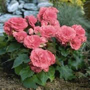 Begonia tuberosa rosa