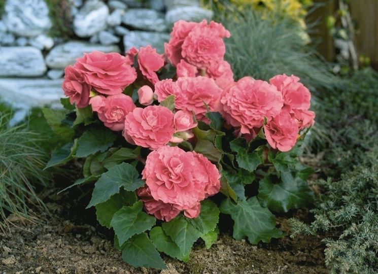 Begonia tuberosa rosa