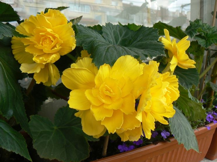 Begonia tuberosa gialla