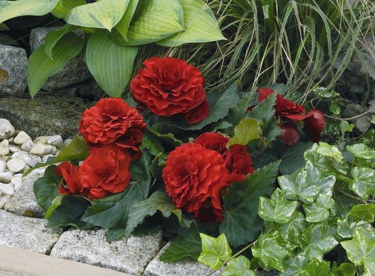 Bordura con begonia tuberosa