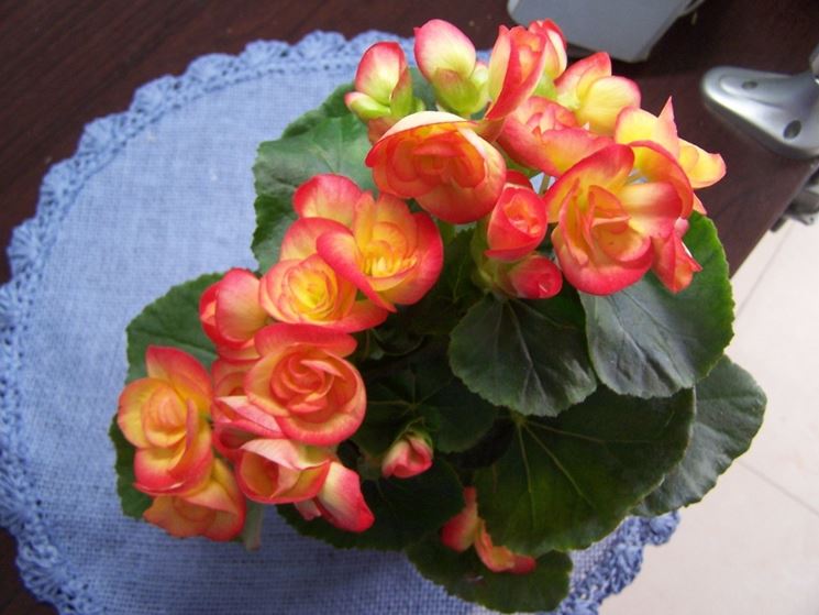 Begonia Piante da interno Begonia appartamento