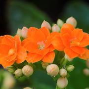 Kalanchoe