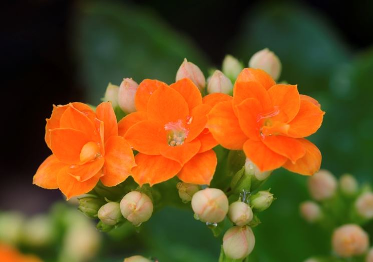 Kalanchoe