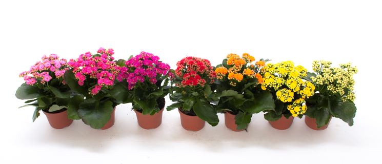 Kalanchoe