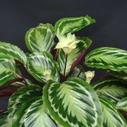 Pianta di calathea