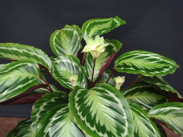 Calathea piante da interno come curare la calathea Calathea foglie secche