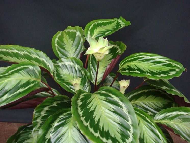 Pianta di calathea