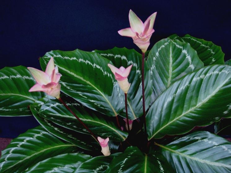 Calathea piante da interno come curare la calathea Calathea foglie secche