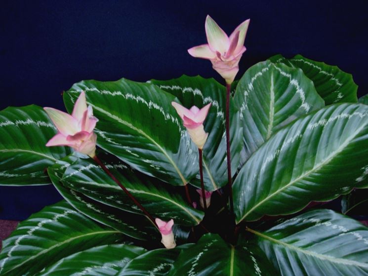 Pianta di calathea fiorita