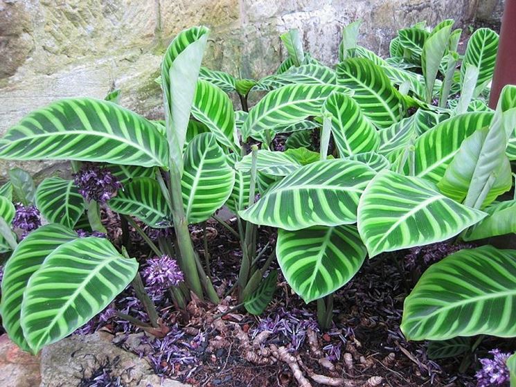 Piante di calathea all'esterno