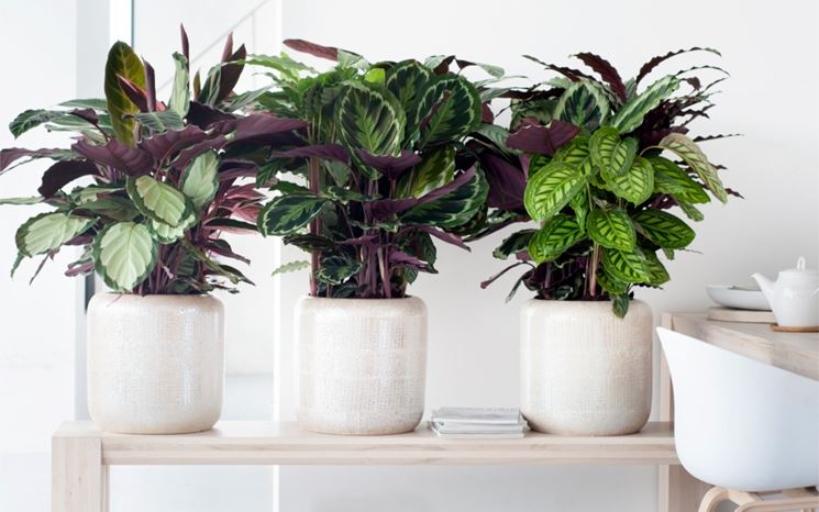 Diverse tipologie di calathea