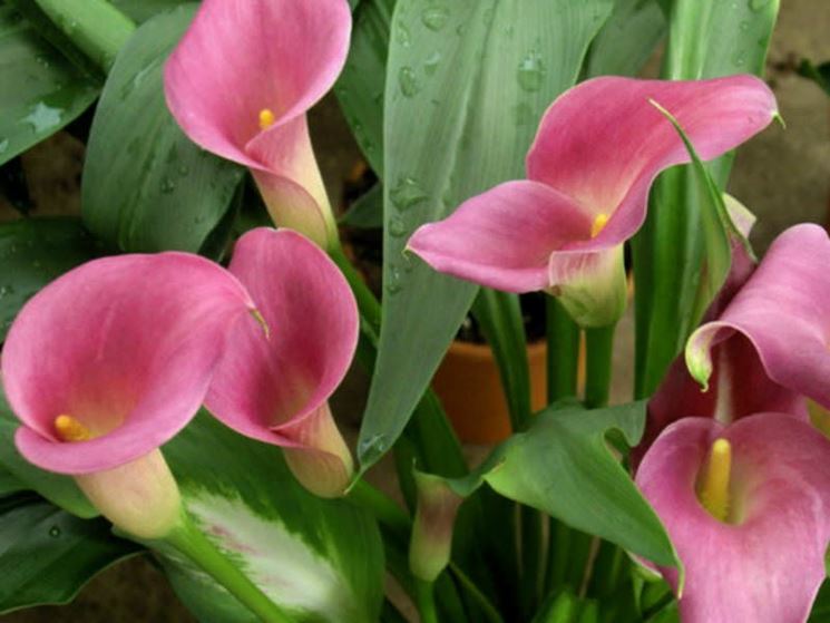 calla colorata