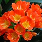 Clivia