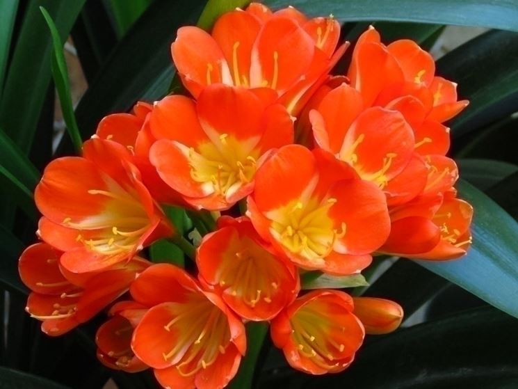 Clivia