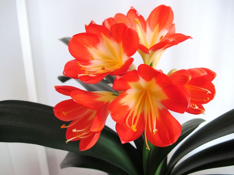 Clivia