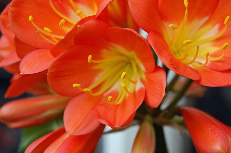 Clivia