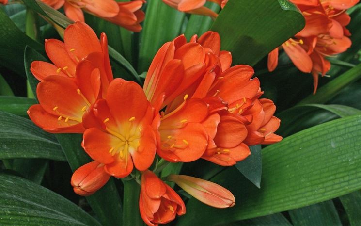 CLIVIA FIORITA