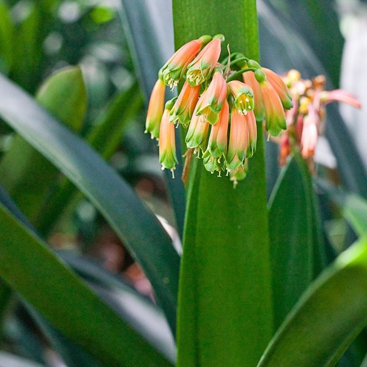 clivia caulescens