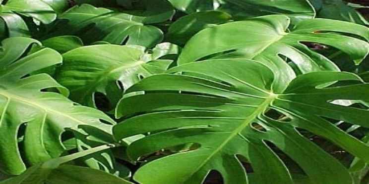 Philodendron Pertusum